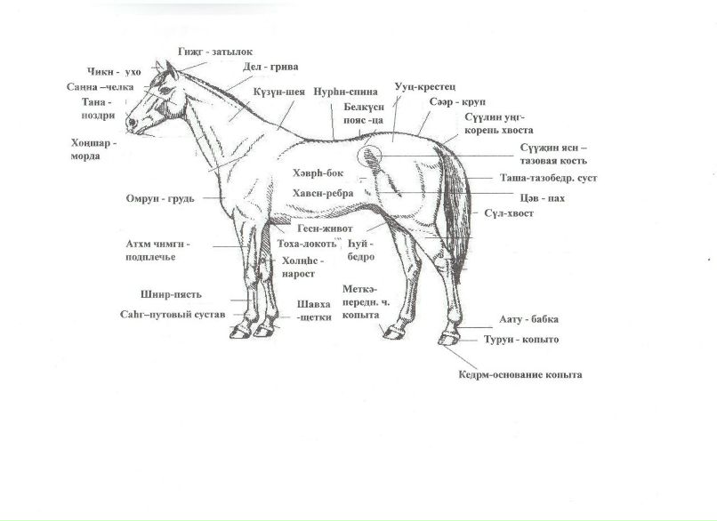 Владимир Лиджиев | Большой Царын