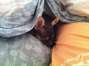 №15, Илья Альбрехт, 9.8.1981, 44 года, Phoenix, США