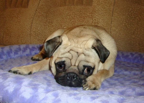 №57, Тёма Афанасьев №57, Тёма Афанасьев