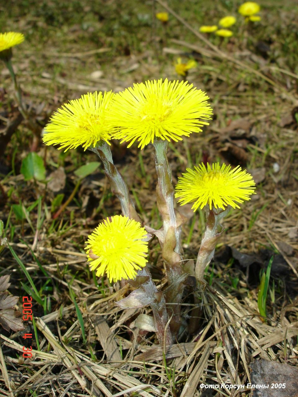 Анна Пригодина | 