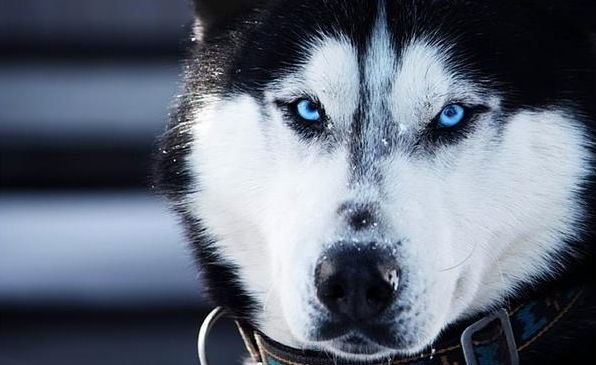 Богдан Яцкоборовський | Ровно