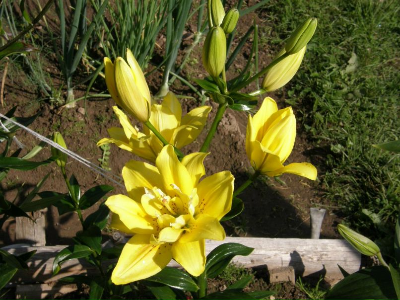 Александра Орлова | Санкт-Петербург