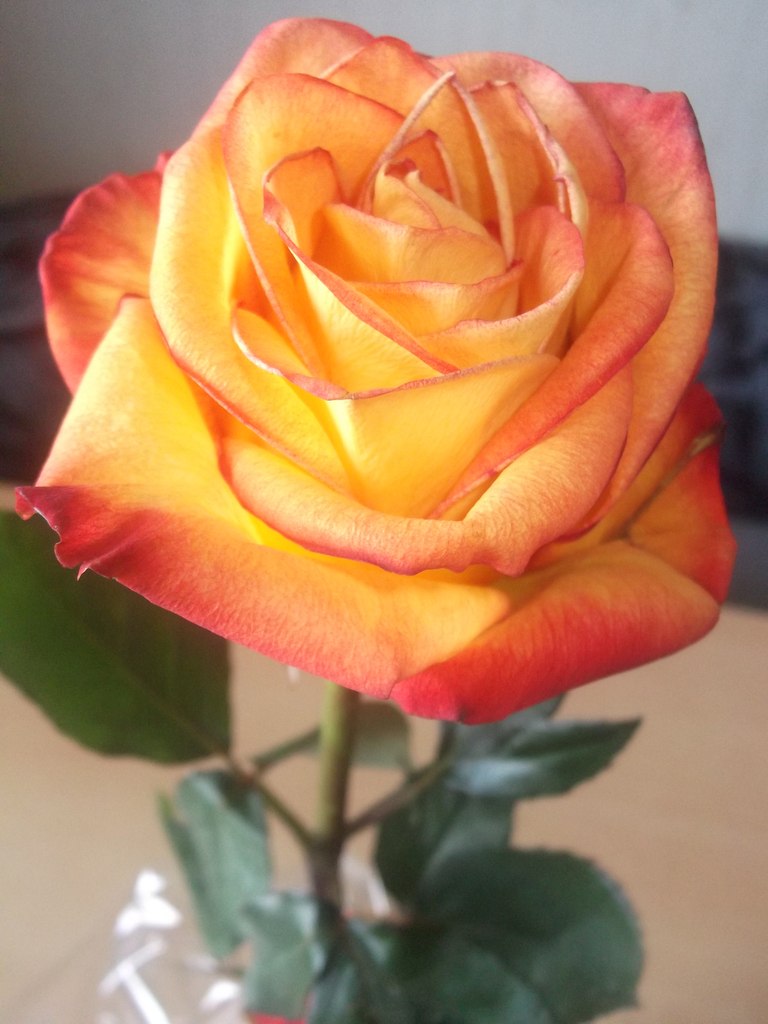 Наташа Тимошичева | Сокол