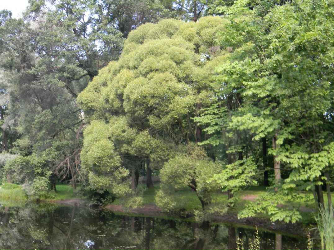 Сергей Агафонов (Добромир) | Мамоново