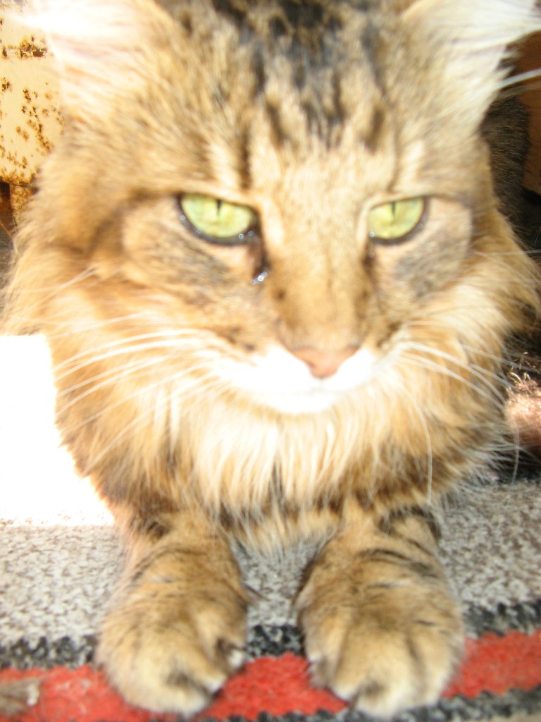 Наталья Шумляс | Киев