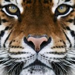 Санёк Еремин | 