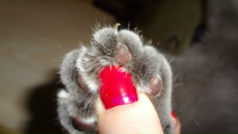 Олька-долька Шашкина | Москва