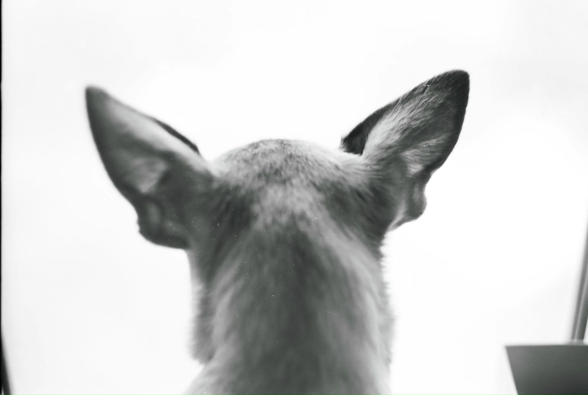 Сосиська Козюльская (вонючая) | 