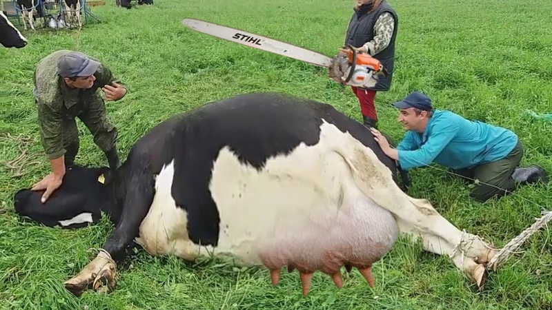 Farm, With Me Pretty Girl Dangerous STIHL Chainsaw Tree Cutting Cow Milking Cure Cows BABY CALF