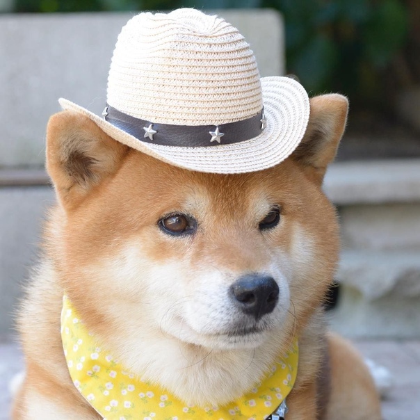 Сиба сезам
