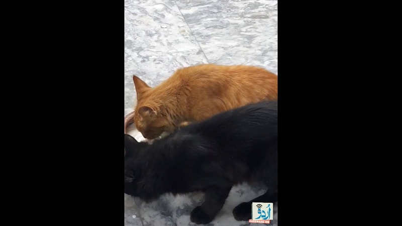 Male Cat is Licking milk on the floor while the Female Cat is drinking milk in a bowl, Animal