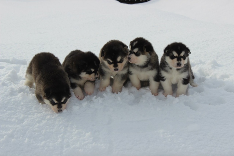 Александр Шкляев | Краснокамск