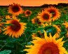 Ольга Балабанова | Каменец-Подольский
