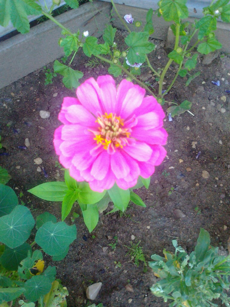 Светлана Пономарева | Каргополь