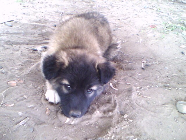 Дмитрий Красовский Иванович | Москва