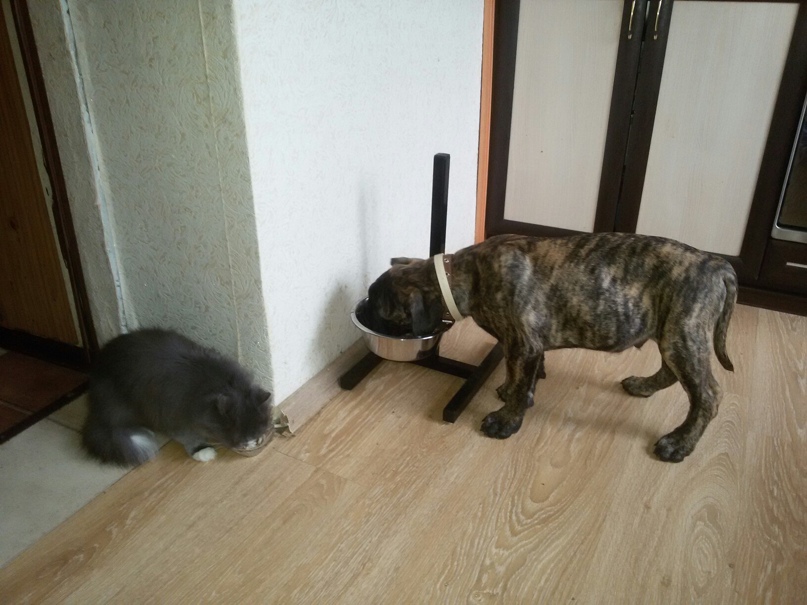 Катя Аристова | Владимир