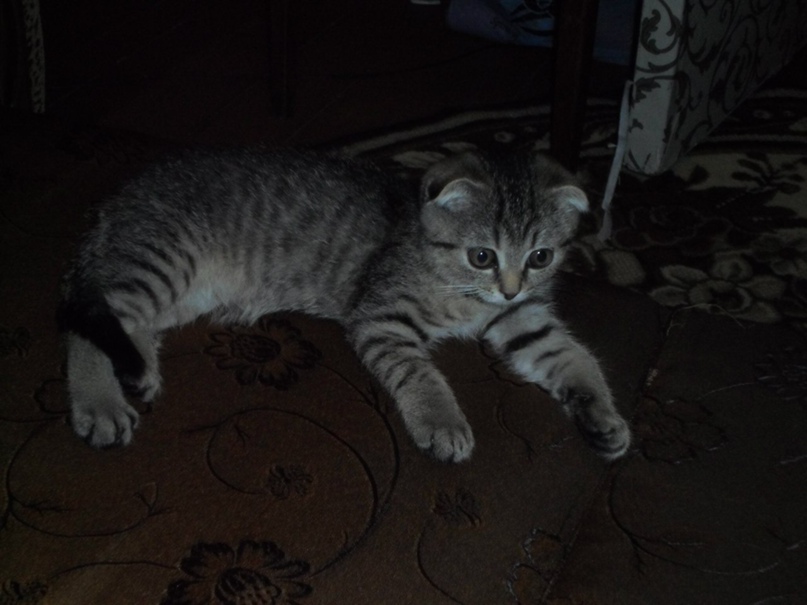 Надежда Евдошенко | Усвяты