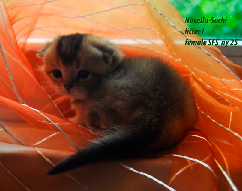 Елена Новохацкая | Сочи