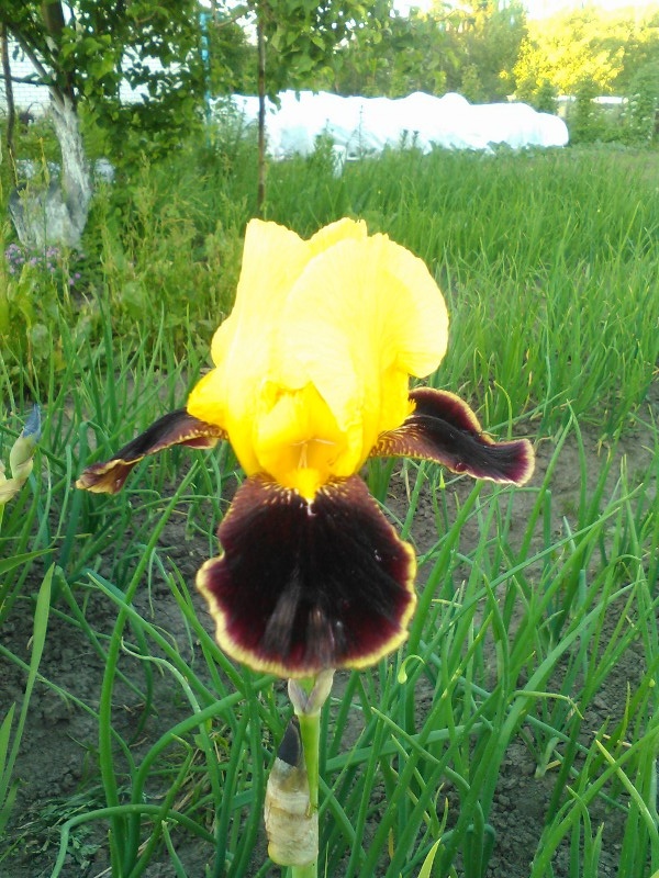 Светлана Усачёва | Богородск