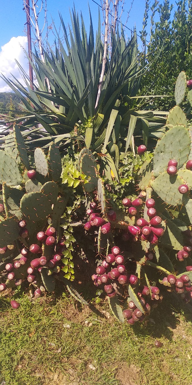 Женя Семёнова | Кондопога