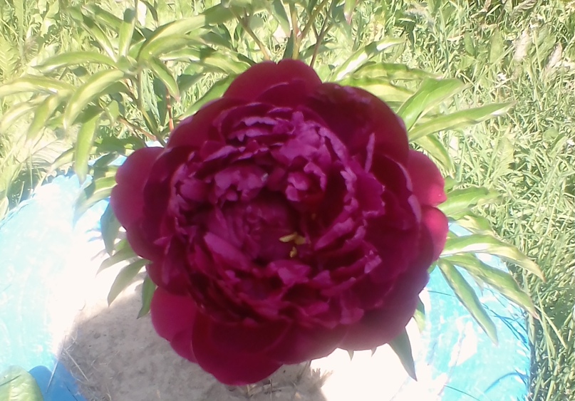 Наташа Ершова |