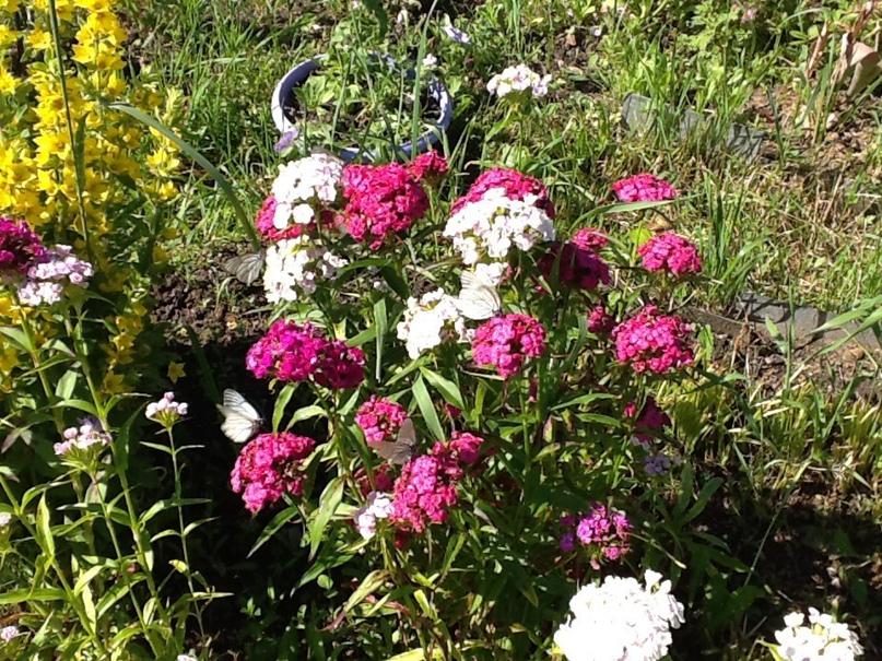 Наталия Мячина | Ярославль