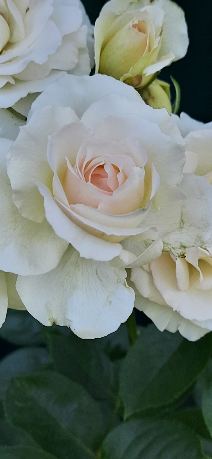 Наталья Котова | Калуга