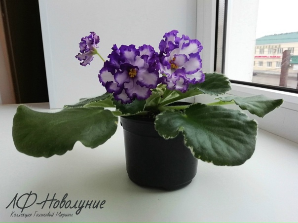 Новолуние фиалка фото Новолуние фиалка фото