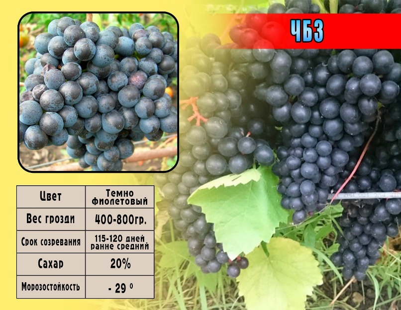 Дима Соколов | Нижнекамск