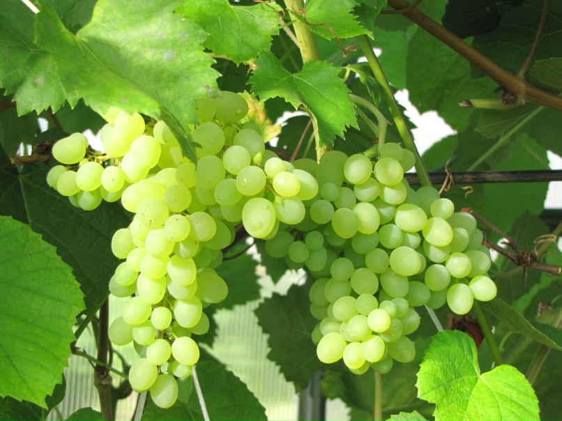 Андрей Чеботарёв | Санкт-Петербург