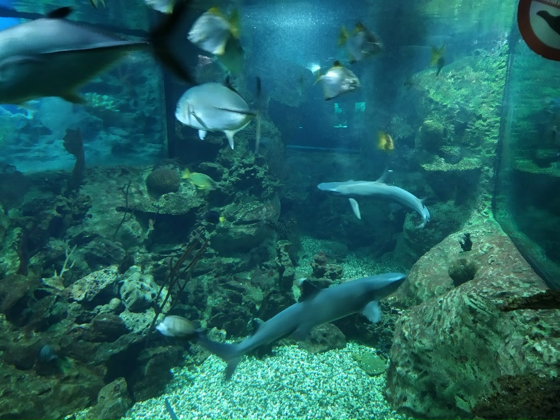 Лена Овсянникова | Таганрог