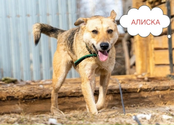 ОТДАЮТСЯ В ОТВЕТСТВЕННЫЕ РУЧКИ СОБАКИ И...