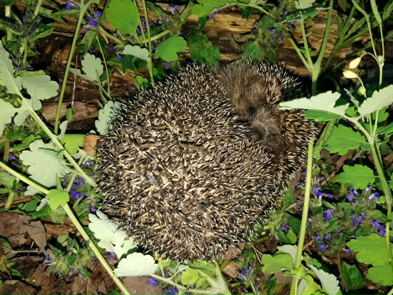Павел Чекалин |