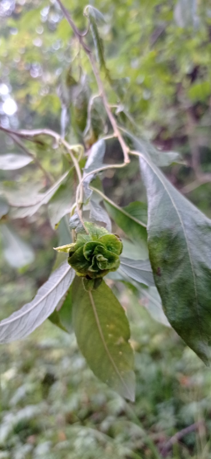 Юлия Одинцова | Челябинск