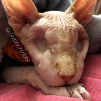 Сфинкс (порода кошек). Лысая кошка сфинкс. Морда сфинкса сбоку. Сфинкс расчесывает. Канадский сфинкс кот.