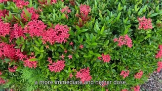 How does the bioavailability of lycopene from different sources impact efficacy in prostate health