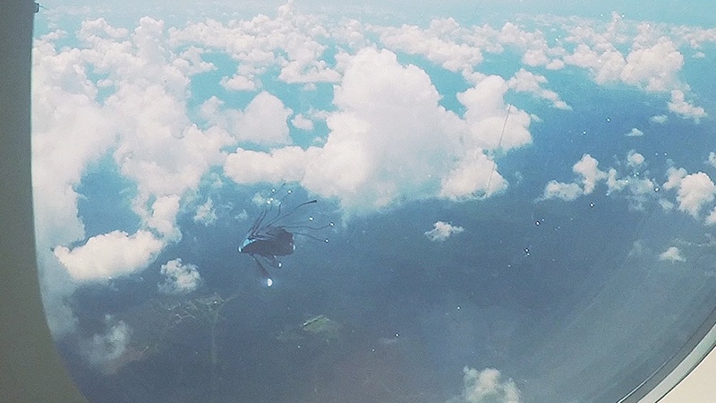 Strange UFO caught on cam from airplane in FLORIDA USA May