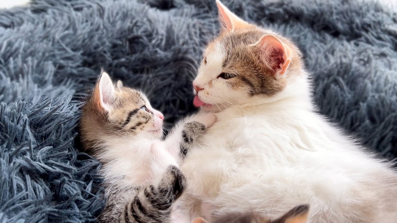 Mom Cat Plays with Her Son Tiny