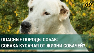 Потенциально опасные породы собак: риски, запреты и трагические случаи со смертельным исходом