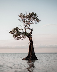 Last tree standing. Last tree standing. секвойя вечнозелёная гиперион. Last tree standing. секвойя продолжительность жизни.
