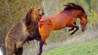Grizzly Bear hunting Wild Horses Caught on Camera | Bear Attacks Animals