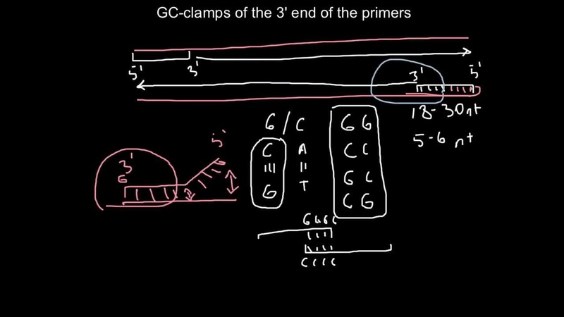 Primer design. What is 3 GC