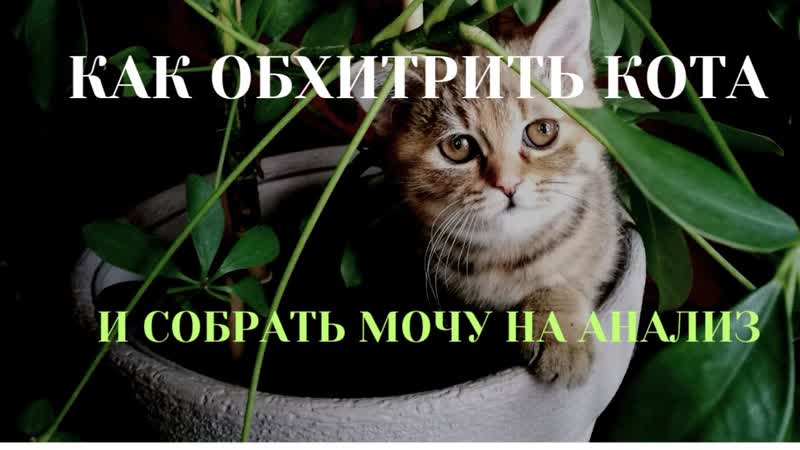 Как обхитрить кота и собрать мочу на