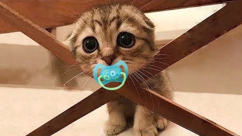 Funniest Animals Videos Best Cats and Dogs Videos