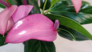 #ЦветыВместе Антуриум Зизу Anthurium Zizou  12/40 (UltraHD #4K #3840p60FPS)