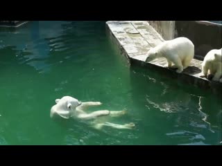 Медвежонок пытался вытащить Герду из воды, когда та пошла купаться.